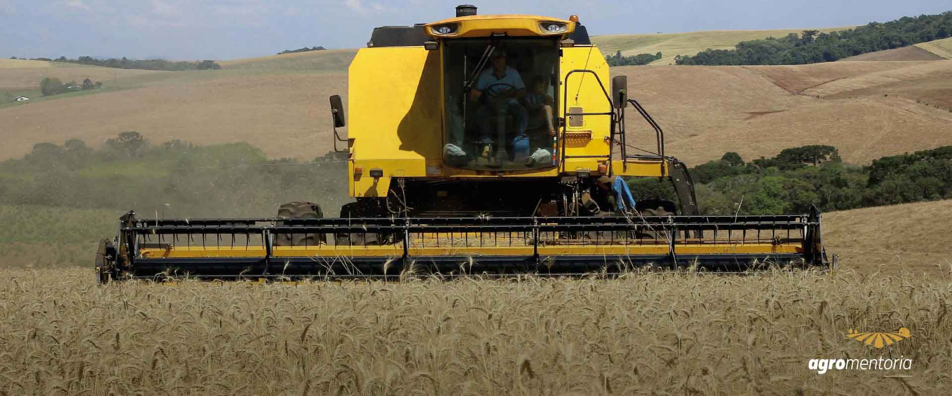 Concorrência com milho pode limitar plantio de trigo no Paraná, diz Deral