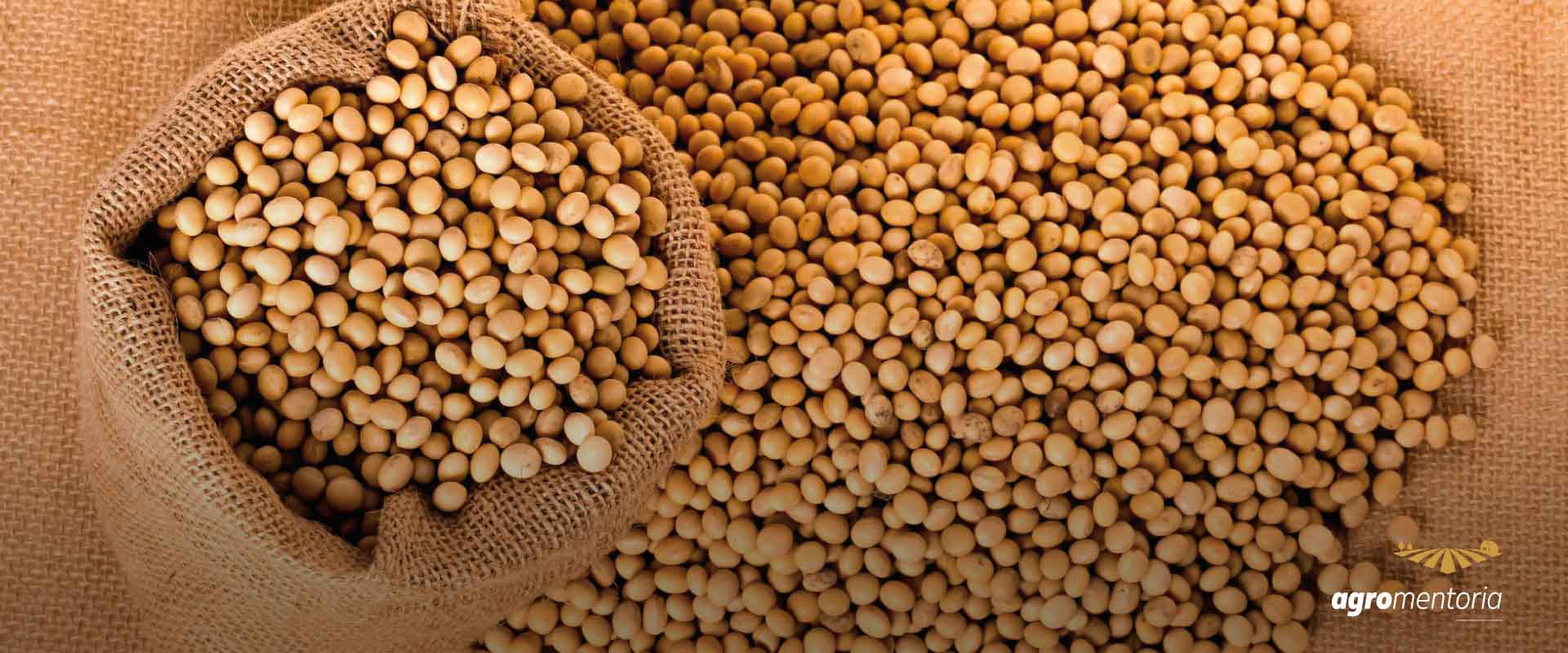 Cidade goiana estima colheita média de 62 sacas de soja por hectare