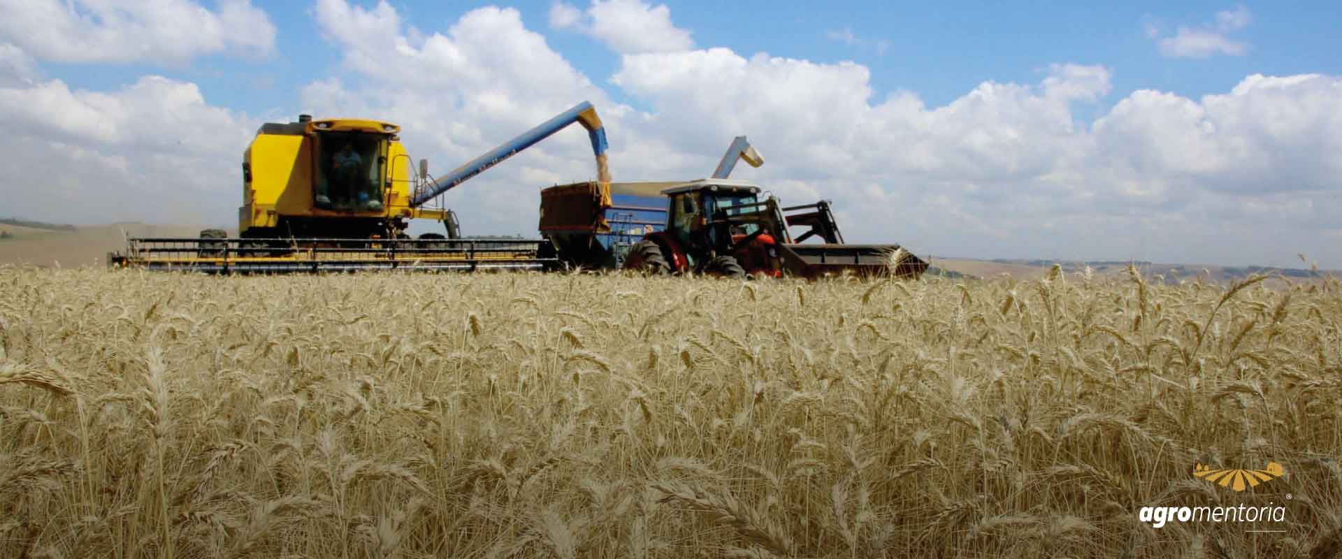 O que explica o aumento da produção de trigo no Brasil?